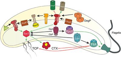 Regulated Proteolysis in Vibrio cholerae Allowing Rapid Adaptation to Stress Conditions